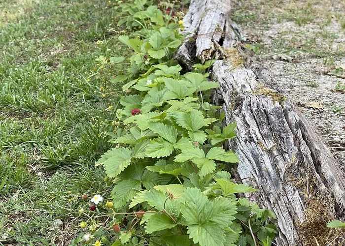 Semesterbostad La Truffiere Du Vignou *